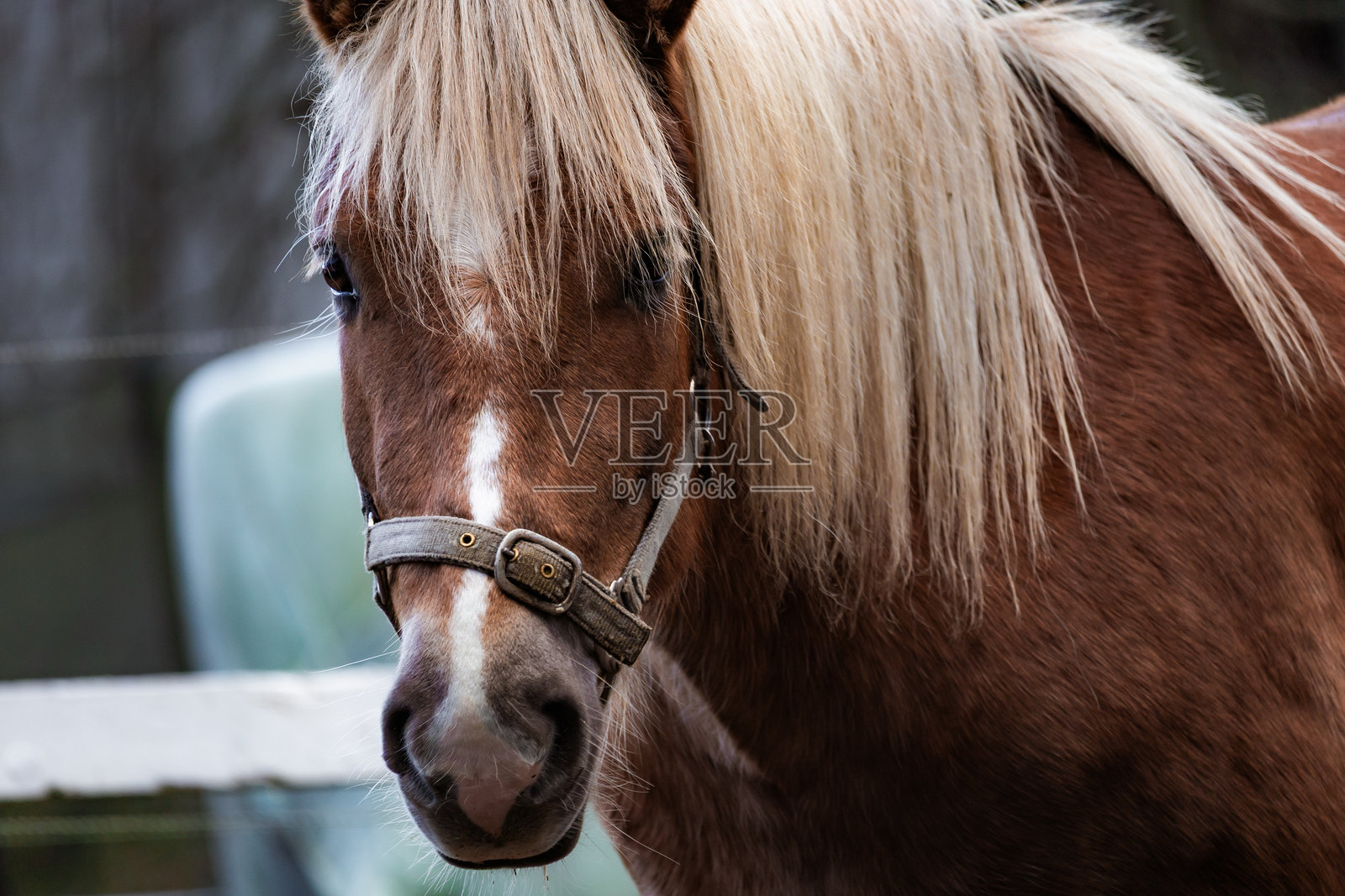 阳光明媚的农场里，优雅的马匹正在悠闲地吃草，周围环绕着绿色的牧场和木制栅栏。柔和的自然光捕捉了它们优美的姿态和动感，非常适合自然摄影、马术内容、农场生活和风景图片。照片摄影图片