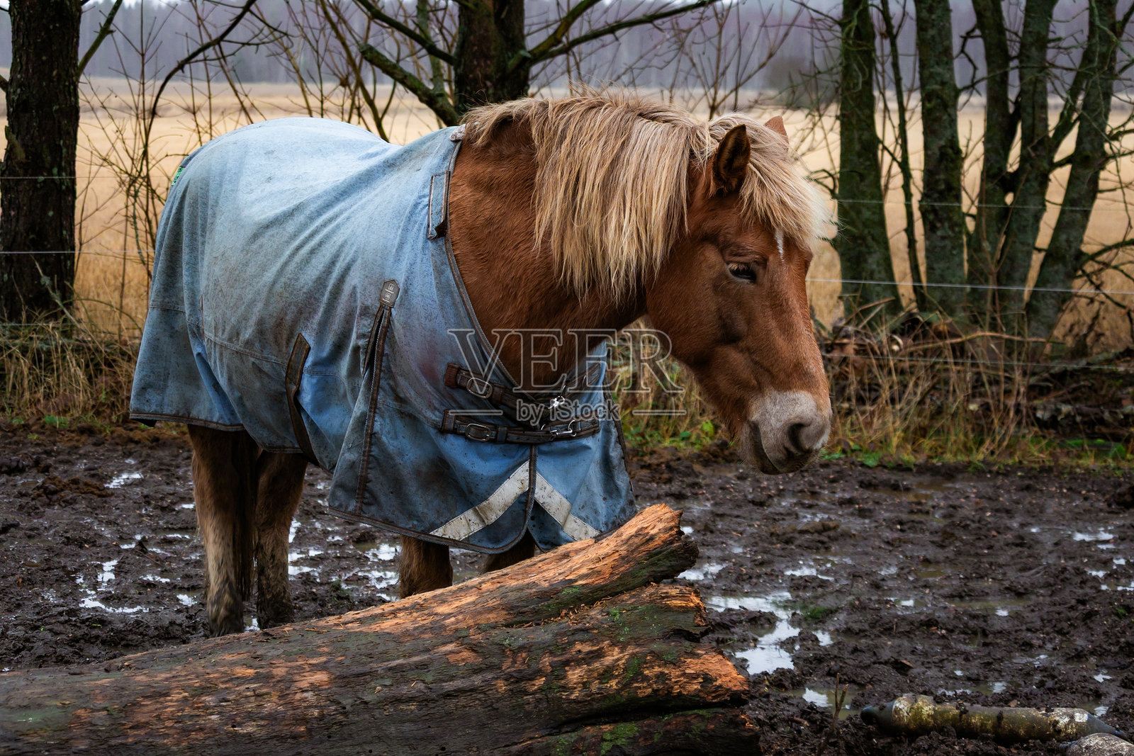 农场里美丽的马匹照片，它们在牧场上吃草或行走。柔和的自然光线，毛皮、鬃毛和动作的细节视图。非常适合自然摄影、农场生活、马术主题和野生动物内容。照片摄影图片