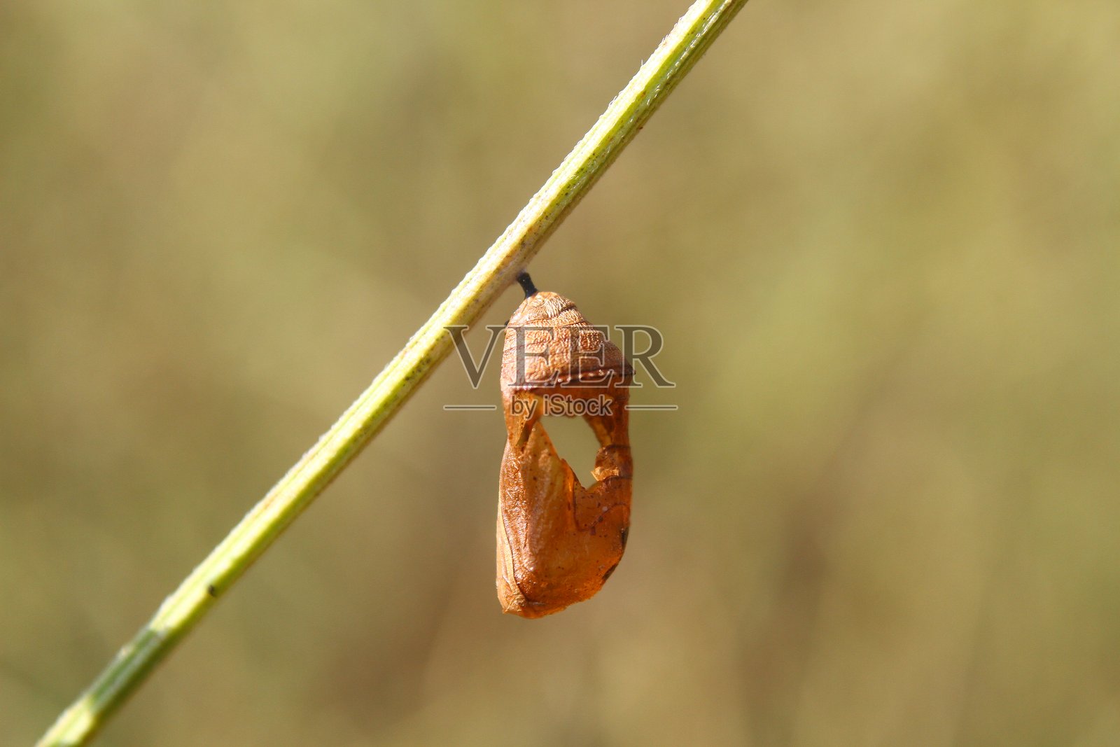空的蝴蝶蛹（虫茧）照片摄影图片