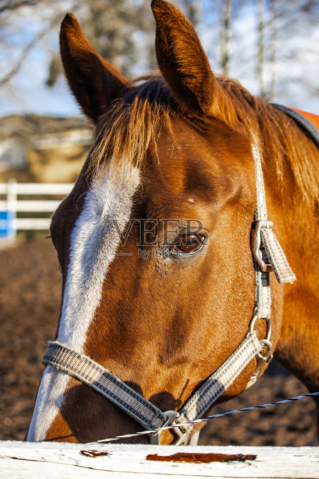 农场里美丽的马匹照片，它们在牧场上吃草或行走。柔和的自然光线，毛皮、鬃毛和动作的细节视图。非常适合自然摄影、农场生活、马术主题和野生动物内容。照片摄影图片