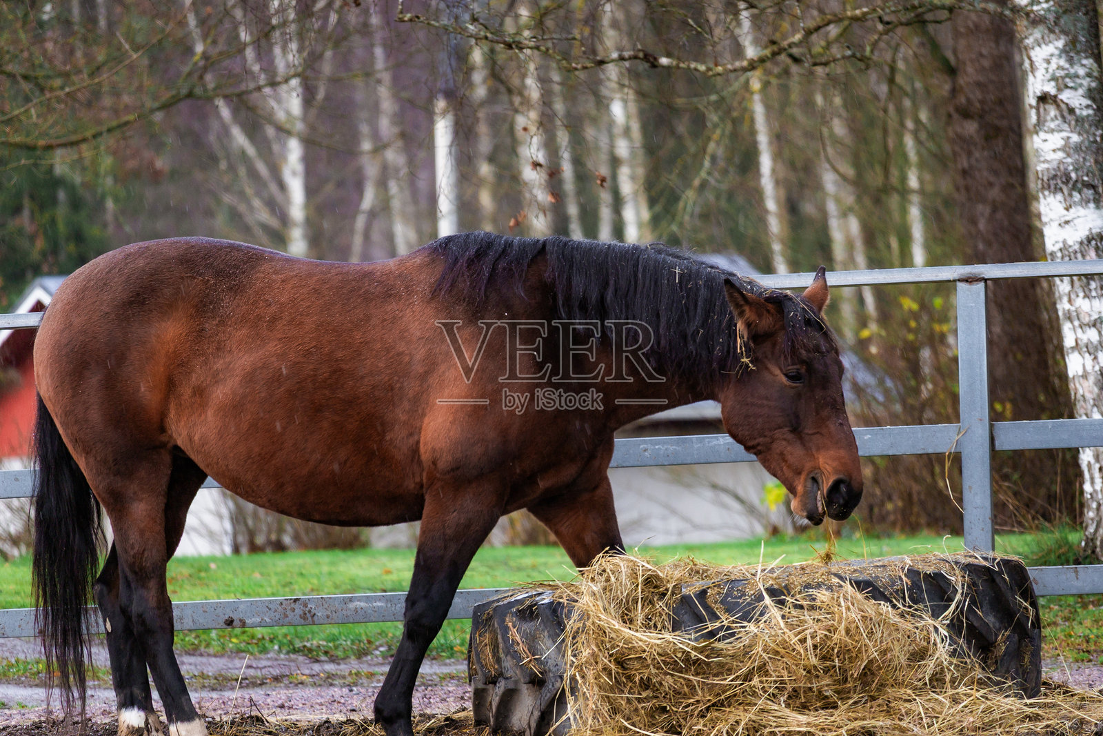 一群骏马在葱郁的农场牧场上自由奔跑。自然阳光勾勒出它们的动态、皮毛和周围的绿色景观。非常适合自然摄影、马术主题、农场生活和充满活力的野生动物内容。照片摄影图片
