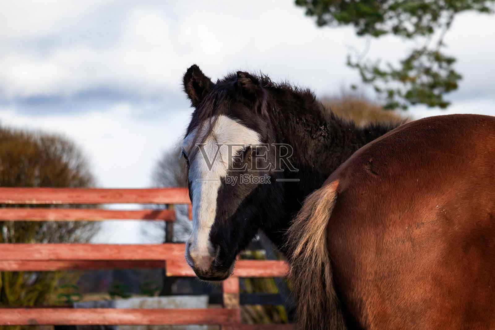 阳光明媚的农场里，优雅的马匹正在悠闲地吃草，周围环绕着绿色的牧场和木制围栏。柔和的自然光线捕捉到了它们的身姿和美丽。非常适合自然摄影、马术内容、农场生活和风景图片。照片摄影图片
