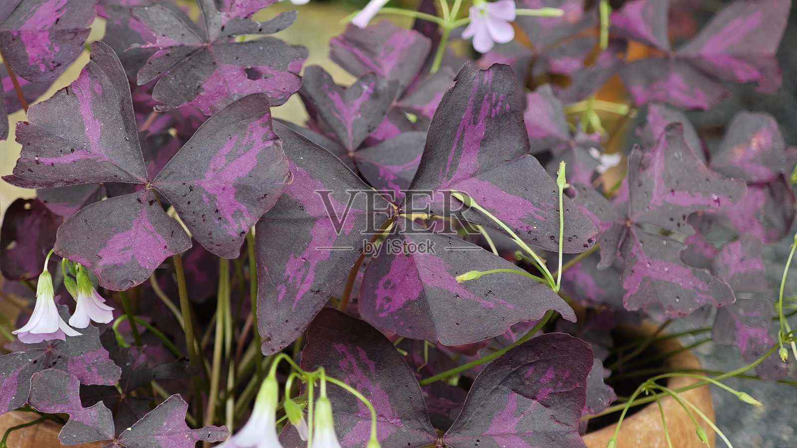 酢浆草属三角叶，花园里的紫色花朵。照片摄影图片