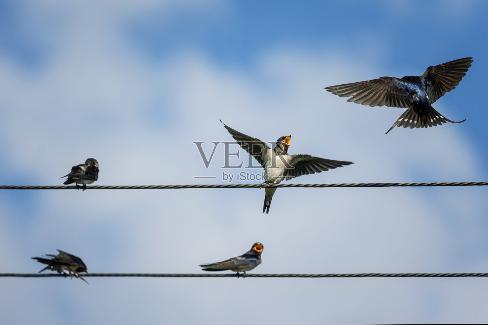 燕子飞来，为栖息在电线上的雏鸟带来昆虫照片摄影图片