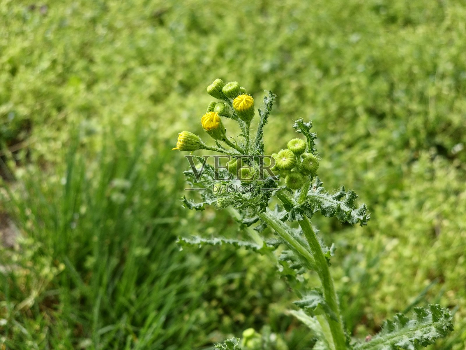 特写狭叶千里光（拉丁学名：Senecio inaequidens）的花蕾，背景虚化。照片摄影图片