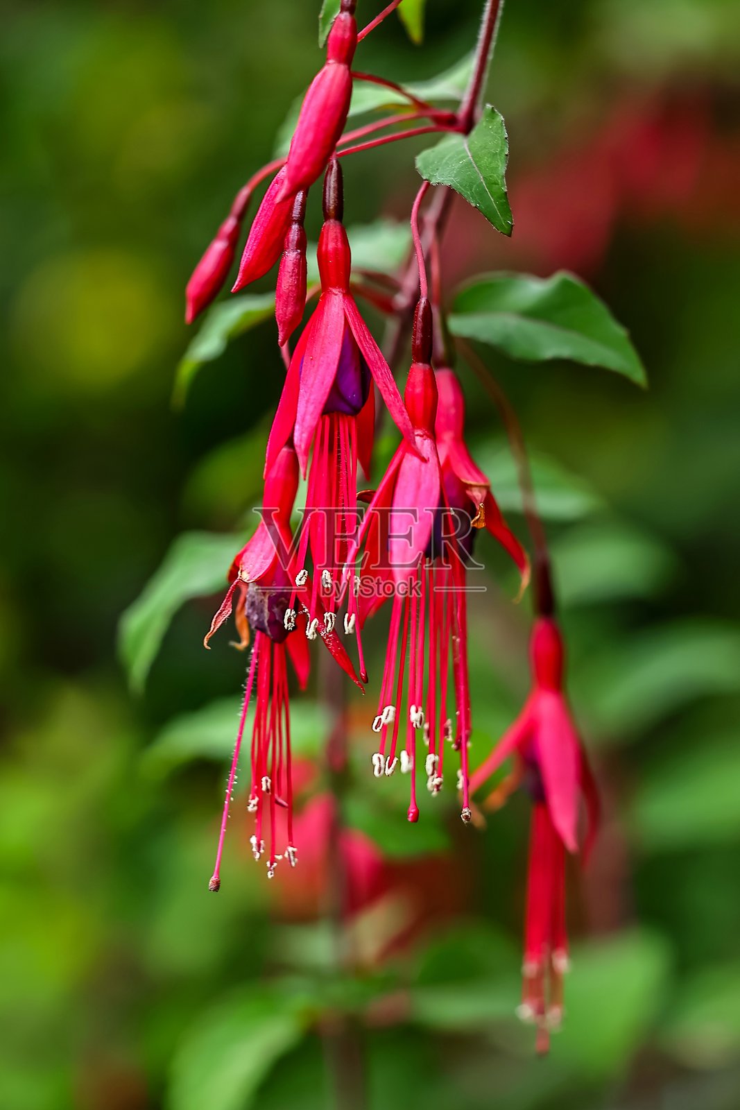 秋日林间明媚的蜂鸟花照片摄影图片