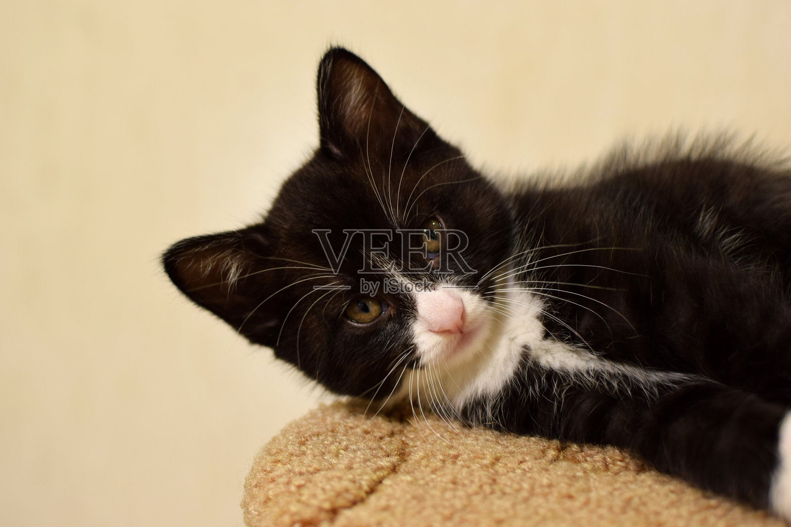 一只可爱、毛茸茸的黑白家猫。这是库里尔短尾猫幼崽，它们有着短尾巴。照片摄影图片