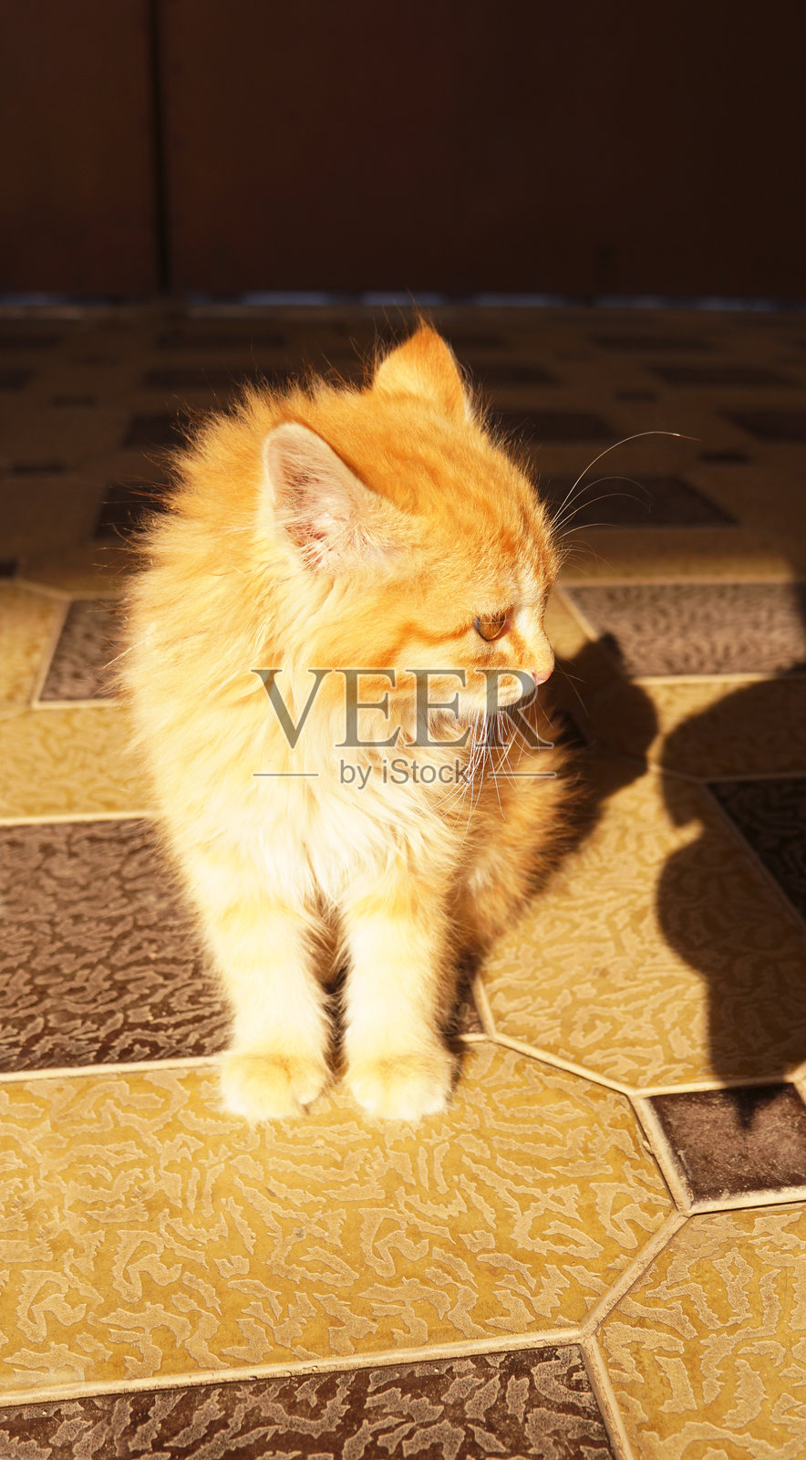 一只黄色的小猫正在屋子里走。照片摄影图片