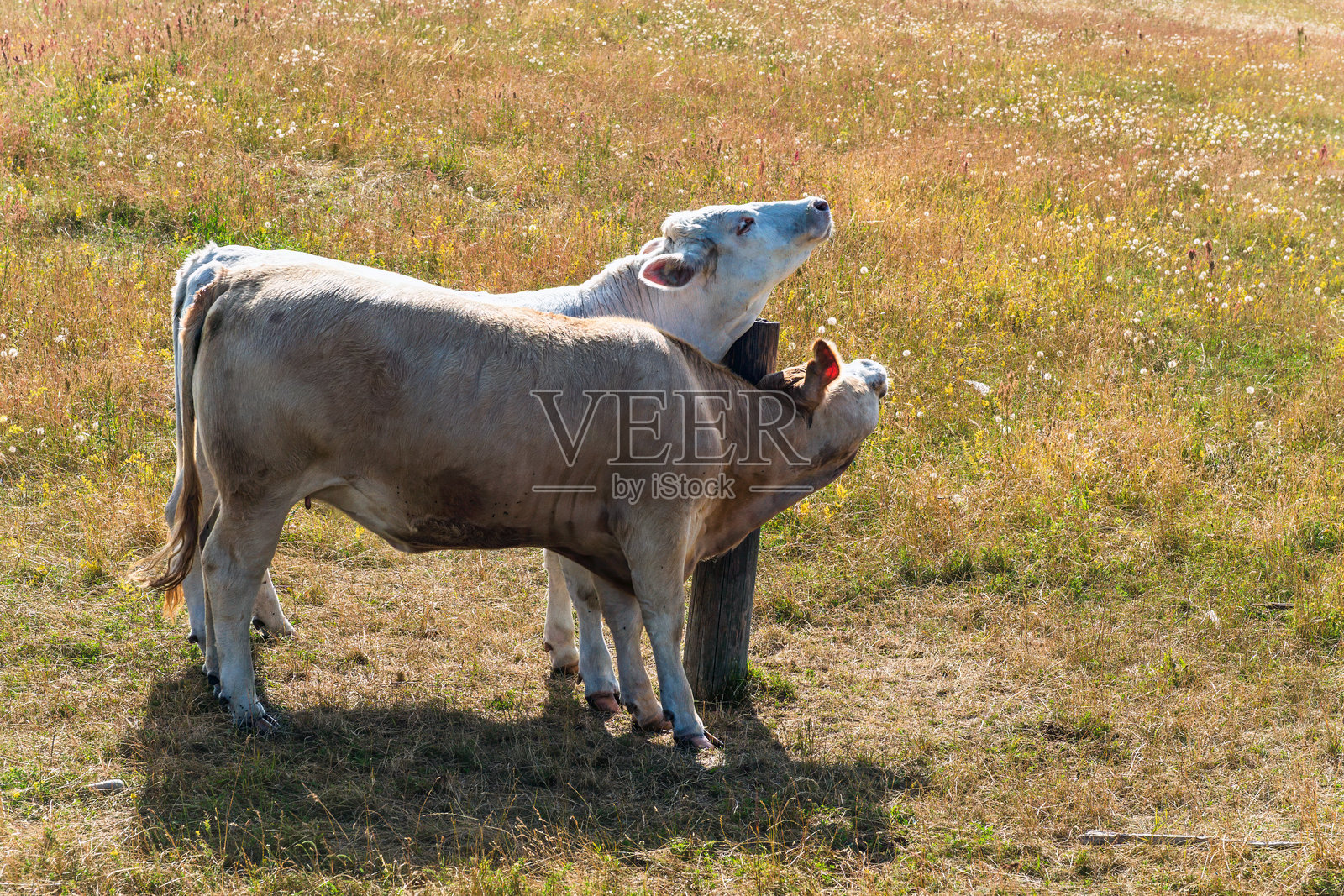 田野里，年轻的牛用木桩蹭痒脖子照片摄影图片