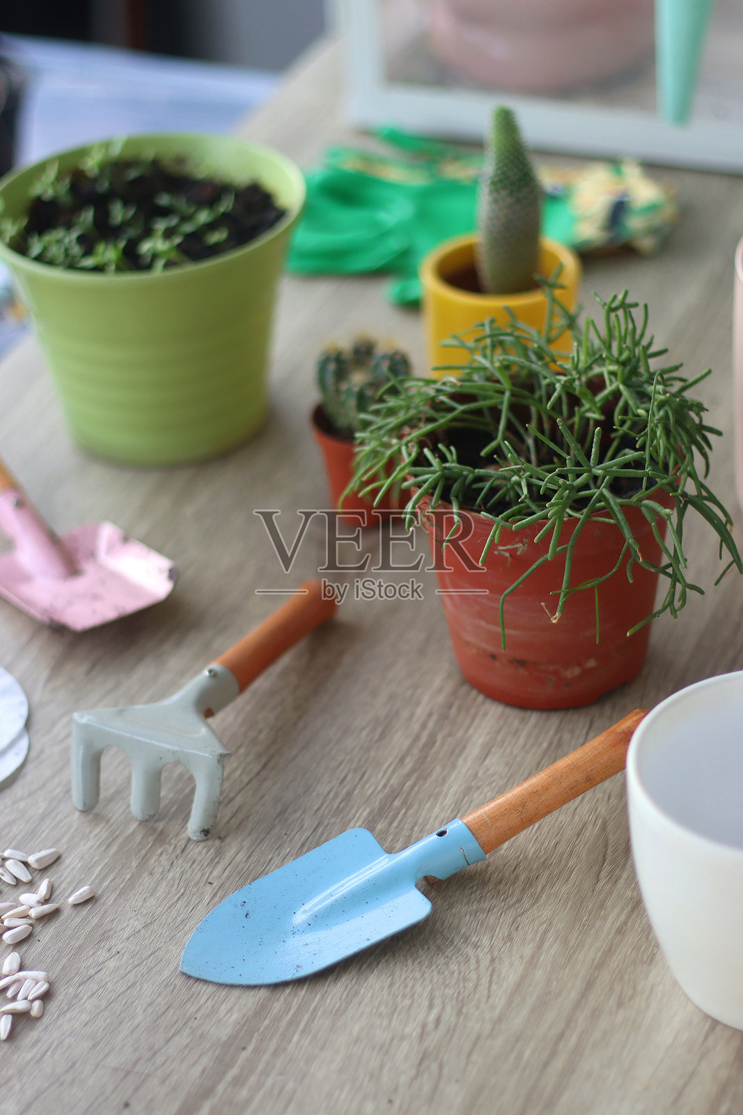 室内植物和园艺设备照片摄影图片