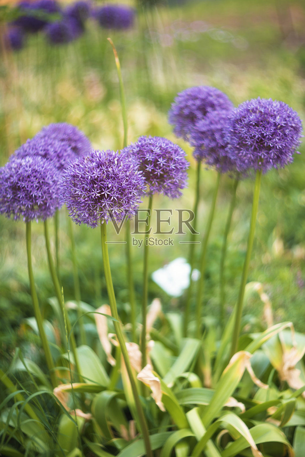 巨型角斗士观赏葱照片摄影图片