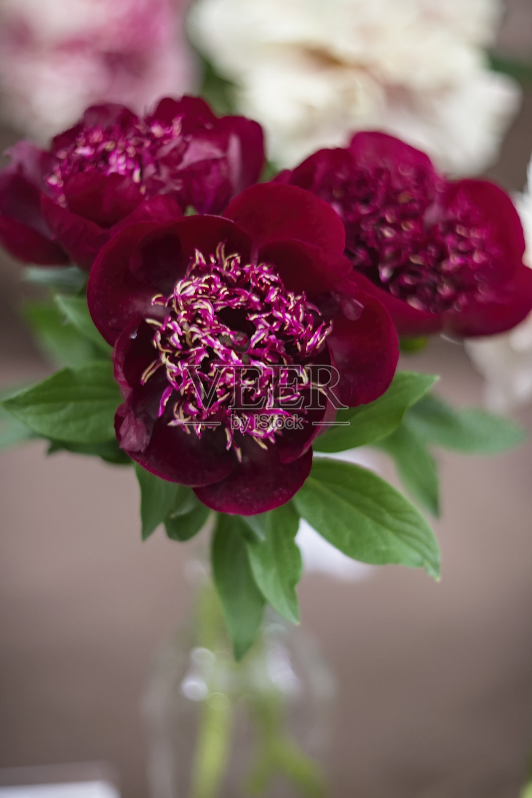 深红色牡丹 'Walter Mains'照片摄影图片