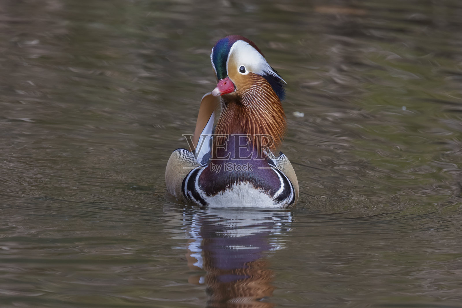 一只雄性鸳鸯在荷兰平静的水域中优雅地游弋照片摄影图片