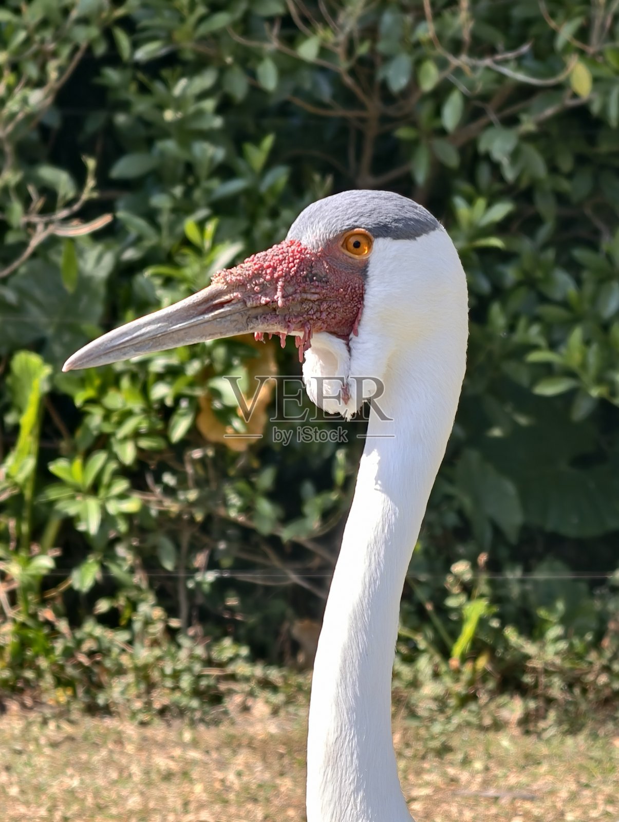 特写一只红脸鹤的头部照片摄影图片