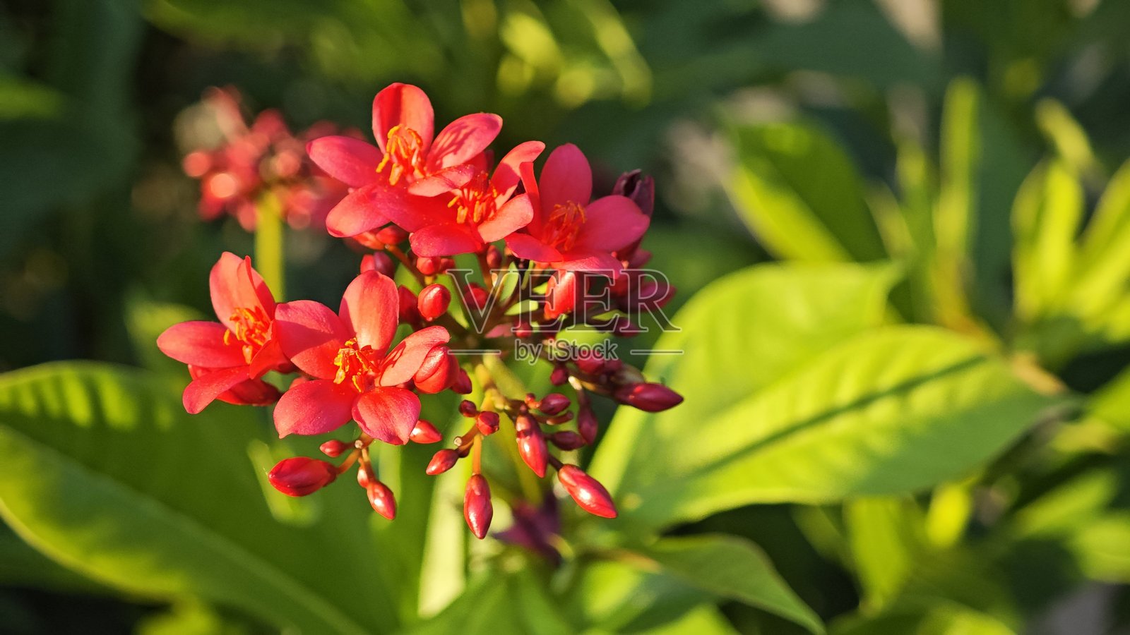 大戟属植物，俗称“花叶麻风树”。照片摄影图片