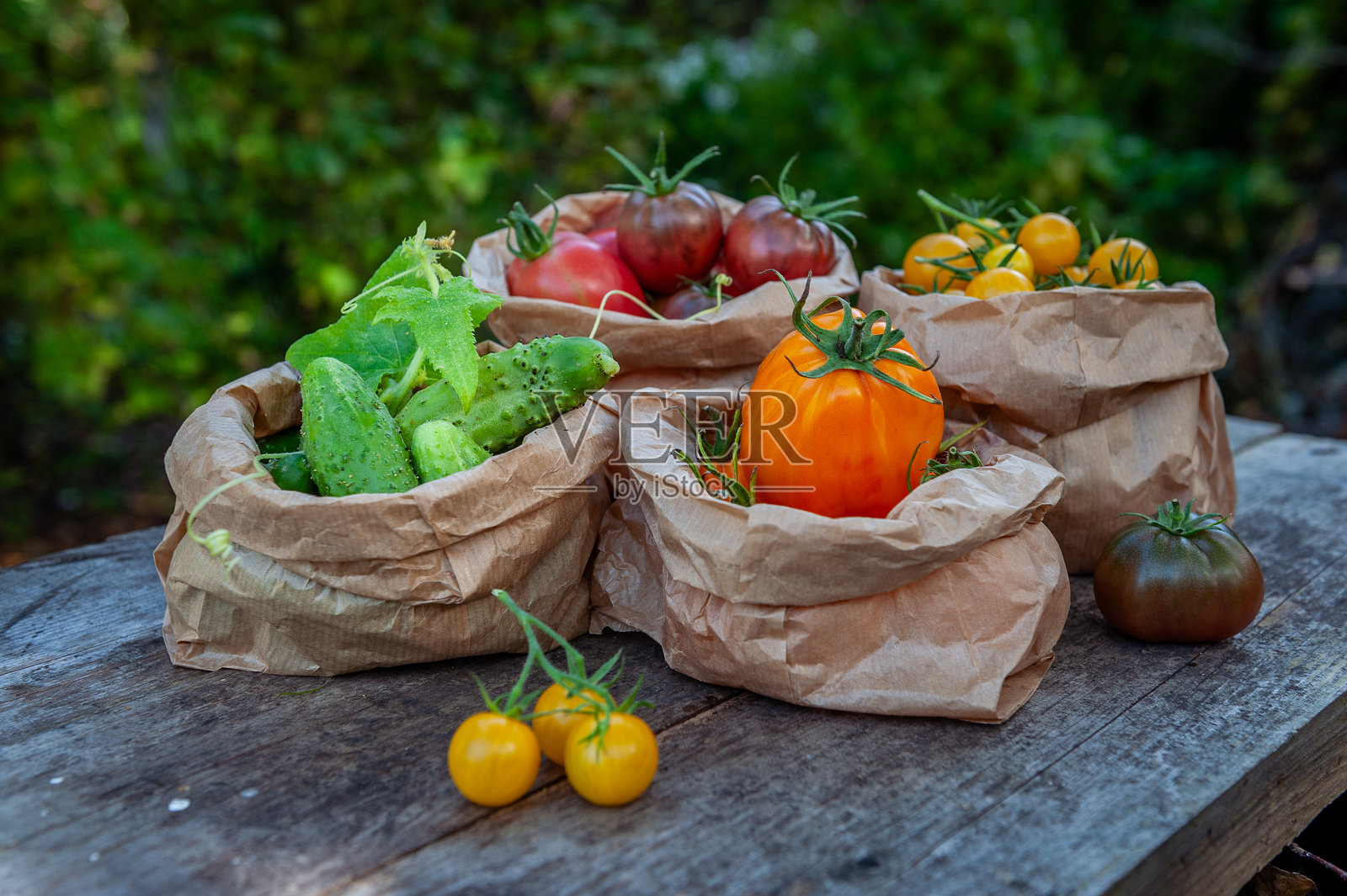 季节成熟的西红柿和黄瓜，从花园采摘，按种类分类，放在乡村风格的桌子上的环保纸袋里。照片摄影图片