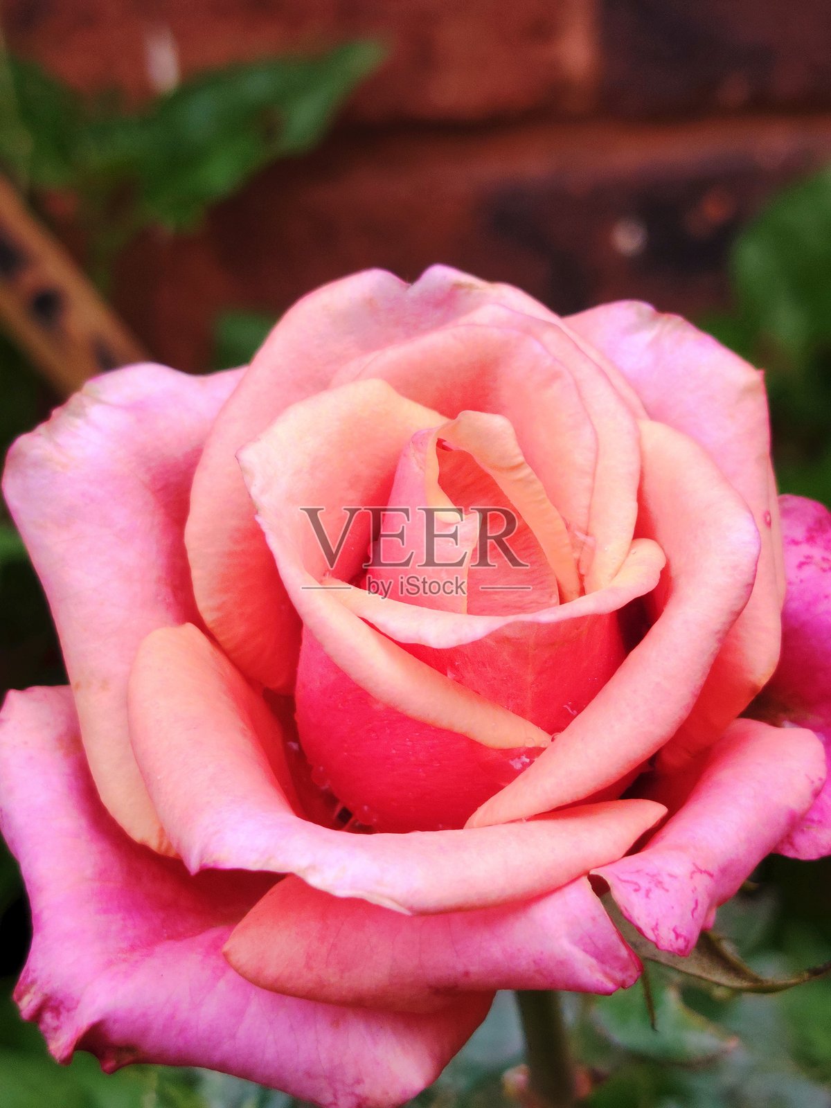 特写微距照片，展示了一朵覆盖着新鲜雨滴的粉色和桃色玫瑰。花瓣呈现出从暖桃色到深粉色的柔和渐变，水滴增加了光泽和质感。这是一幅充满活力的自然花卉图像，捕捉了雨后的清新感。照片摄影图片