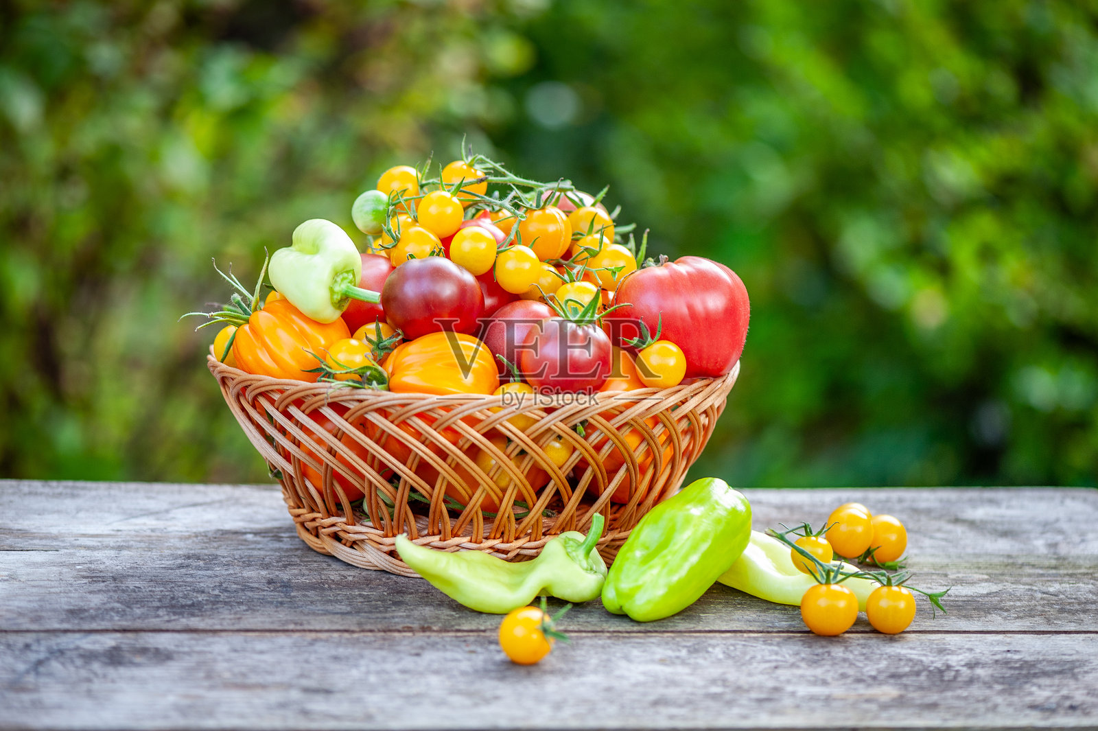 从花园采摘的各种色彩鲜艳的传家宝番茄和甜椒。照片摄影图片