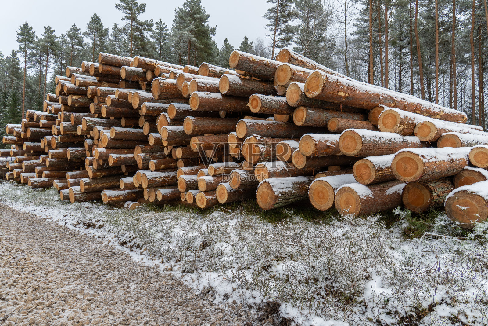 冬季伐木场松树林中堆放的大量积雪松木原木照片摄影图片