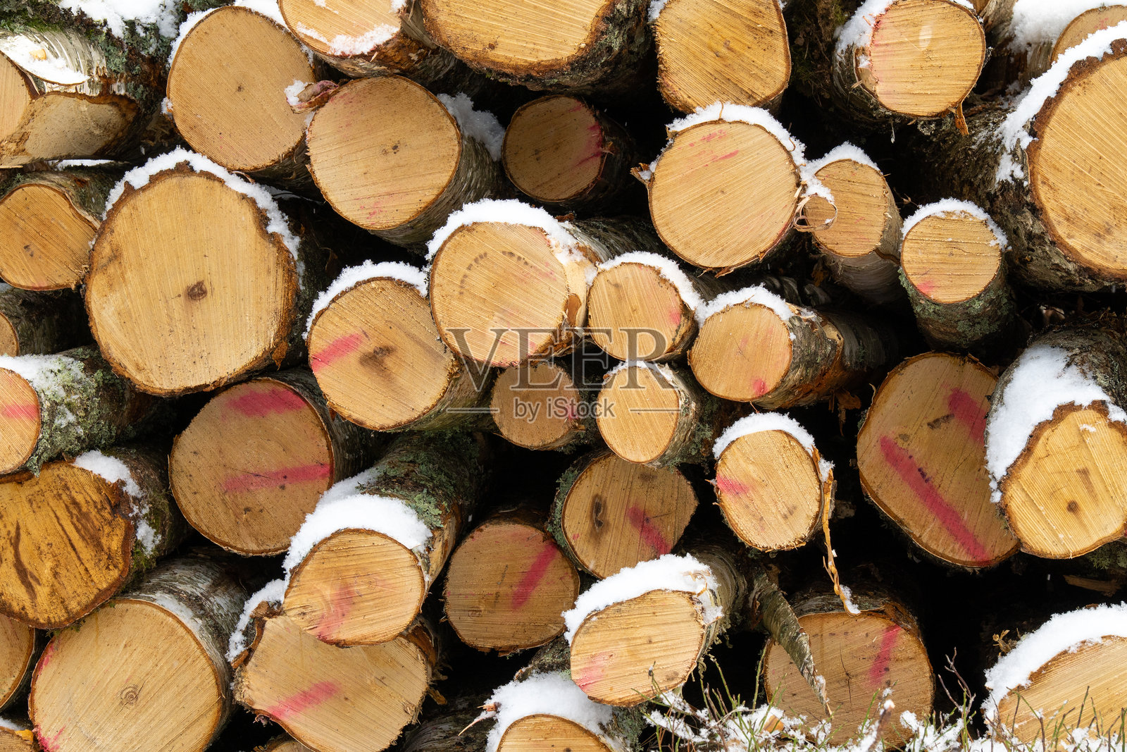 冬季森林中覆盖着雪的木材原木，末端有标记照片摄影图片
