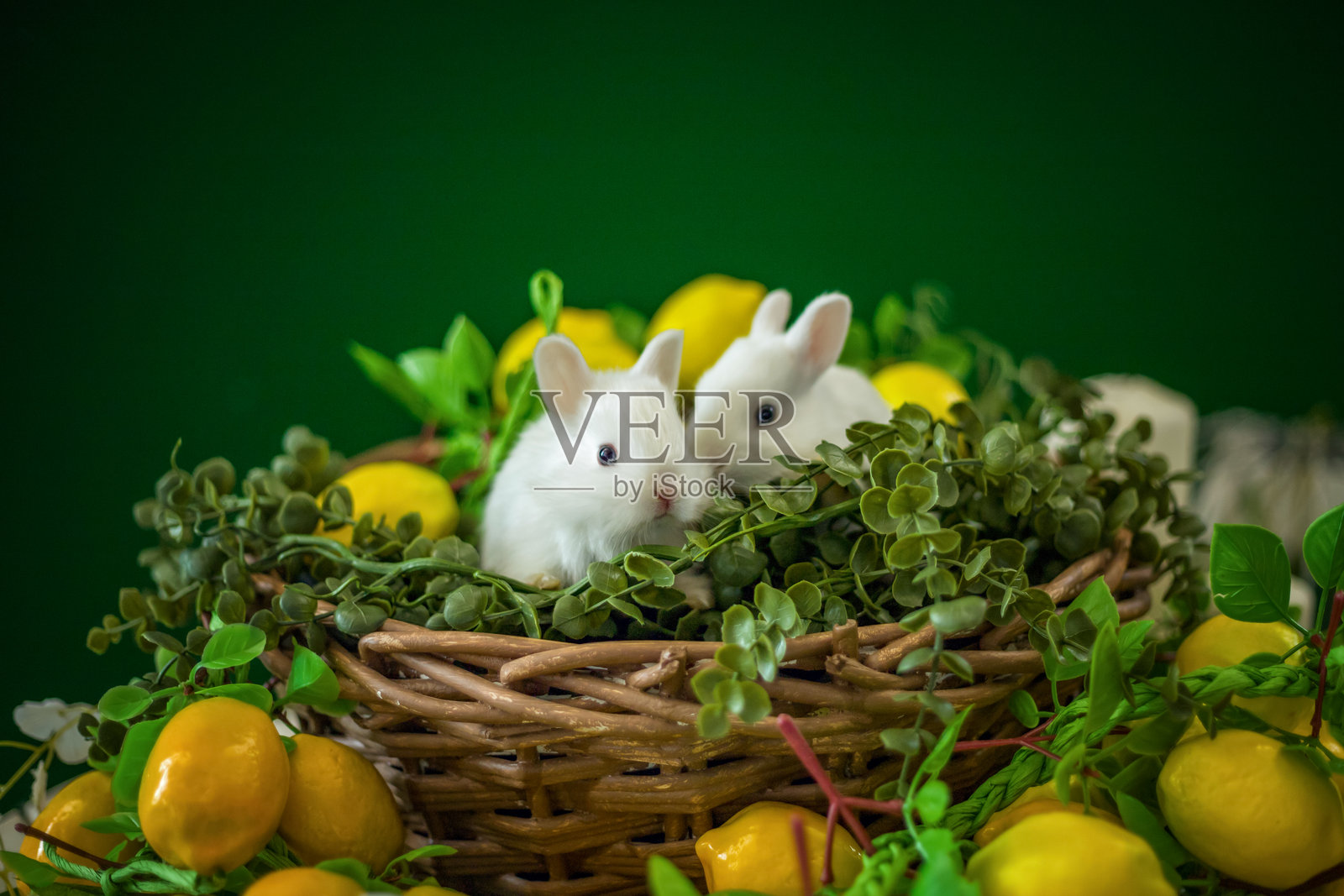 可爱的白兔坐在柳条篮里，装饰有鲜花和柠檬，留有文字空间。照片摄影图片