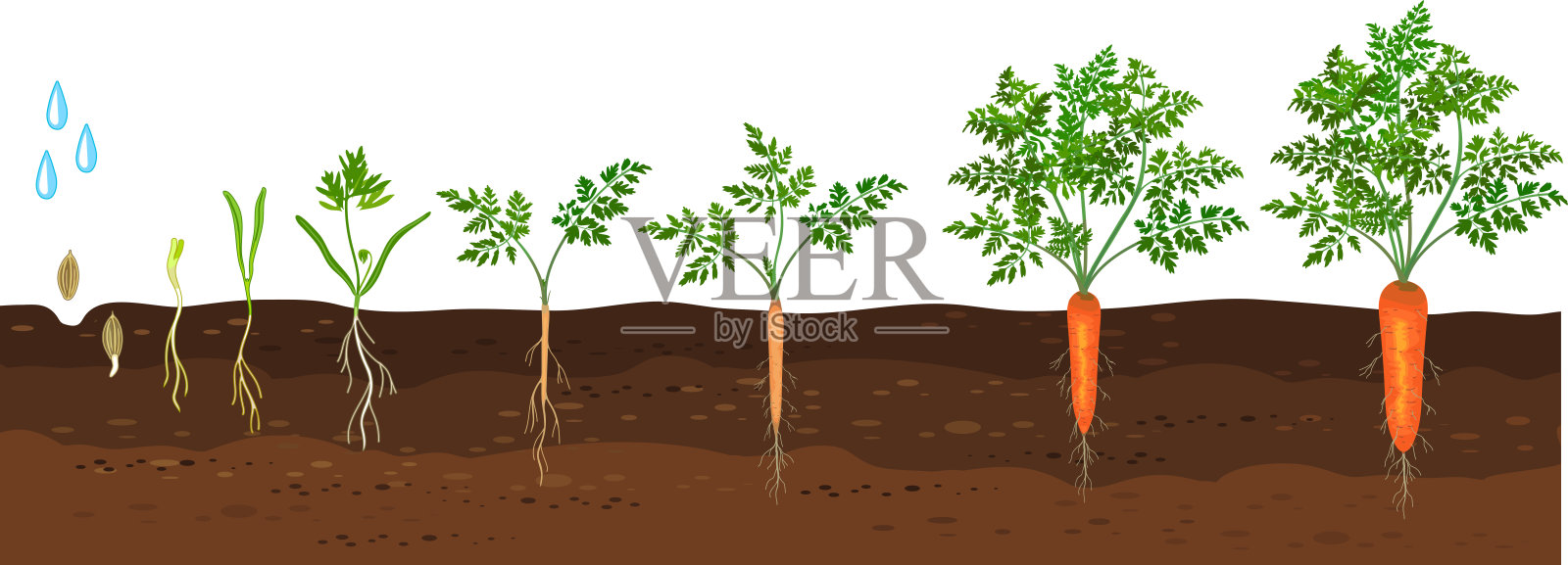 胡萝卜植株从播种、发芽到收获的生命周期。胡萝卜植株生长阶段（物候期）孤立在白色背景上。插画图片素材