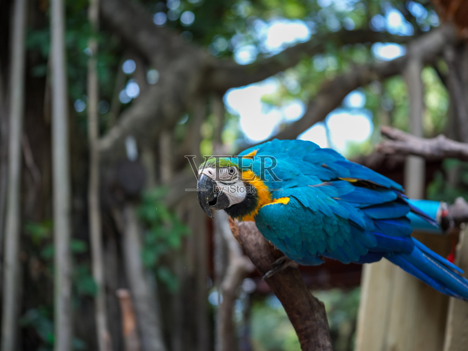 蓝黄金刚鹦鹉栖息在树枝上照片摄影图片