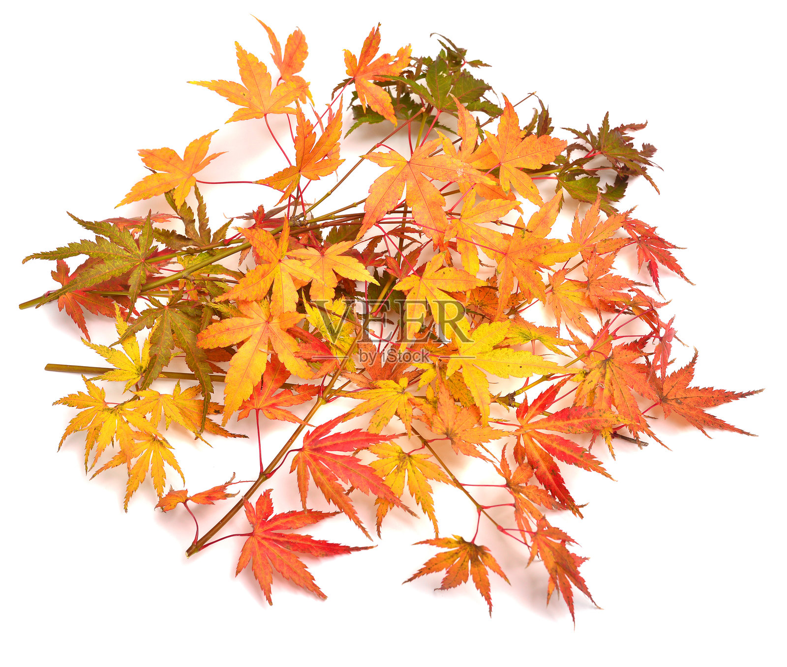 秋季日本枫树枝叶孤立在白色背景上。俯视，平面布置照片摄影图片