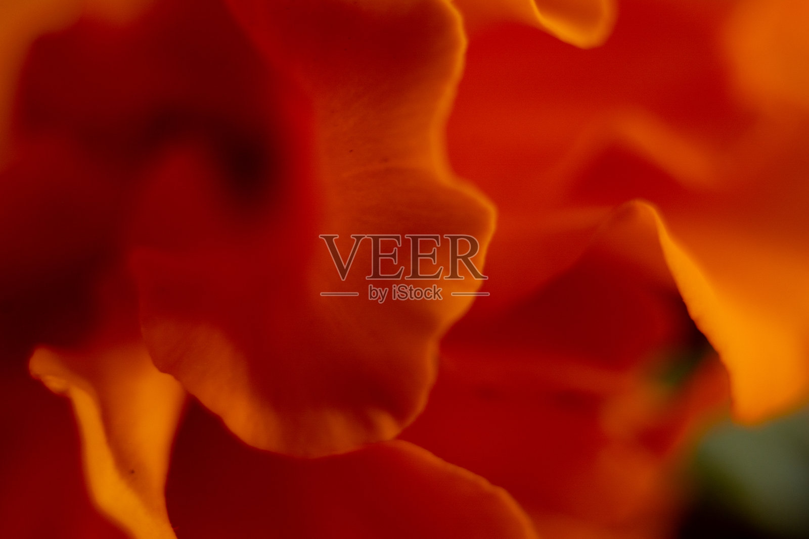 万寿菊花的微距照片。照片摄影图片