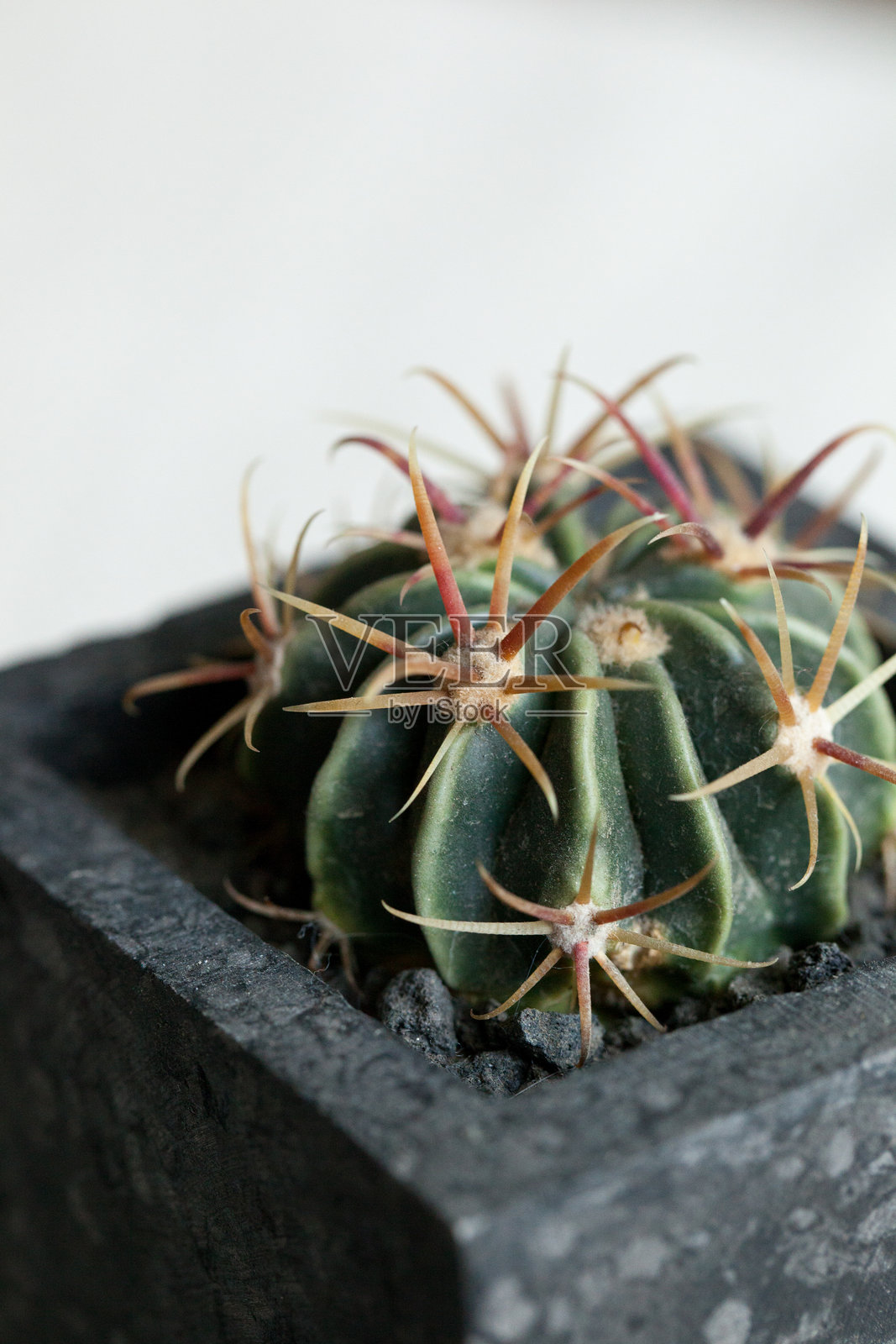 黑色花盆中舌叶仙人掌的肋骨和刺特写，聚焦于多肉植物的细节纹理。照片摄影图片