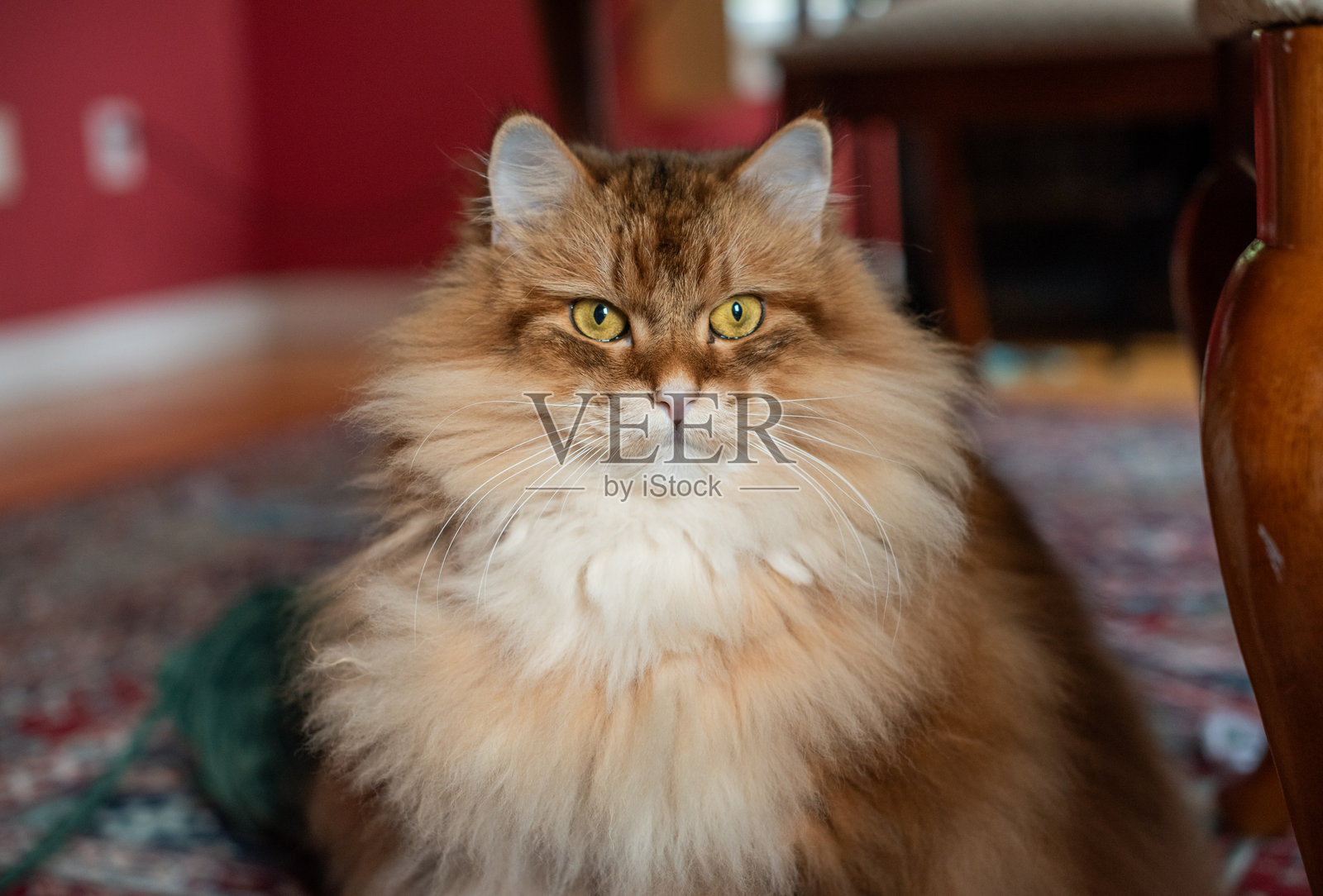 一只纯种西伯利亚猫正面照，拥有蓬松的鬃毛，坐在一张地毯上，背景为居家环境。宠物肖像。照片摄影图片