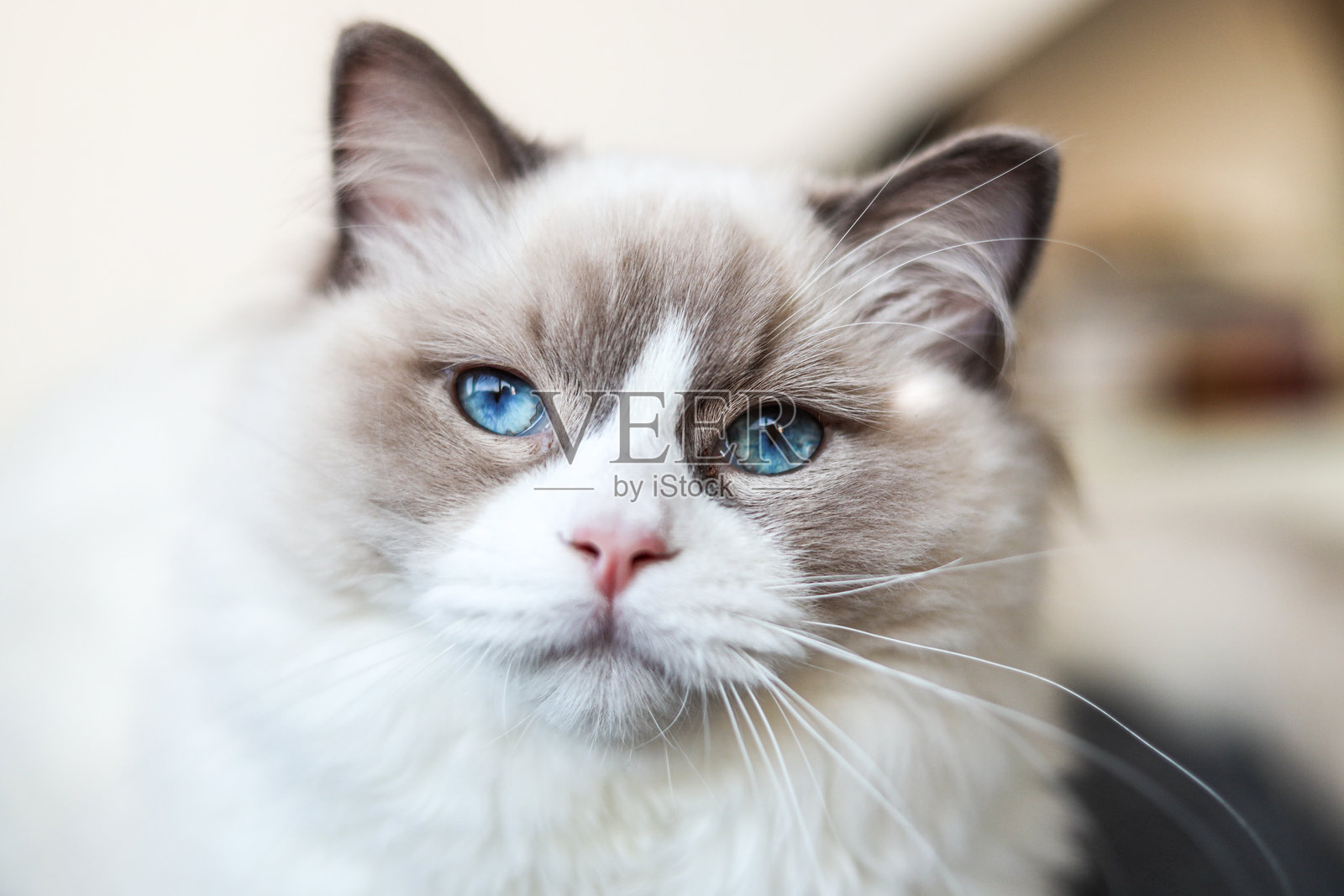 一只可爱的毛茸茸的拉格多尔猫在室内沙发上放松照片摄影图片