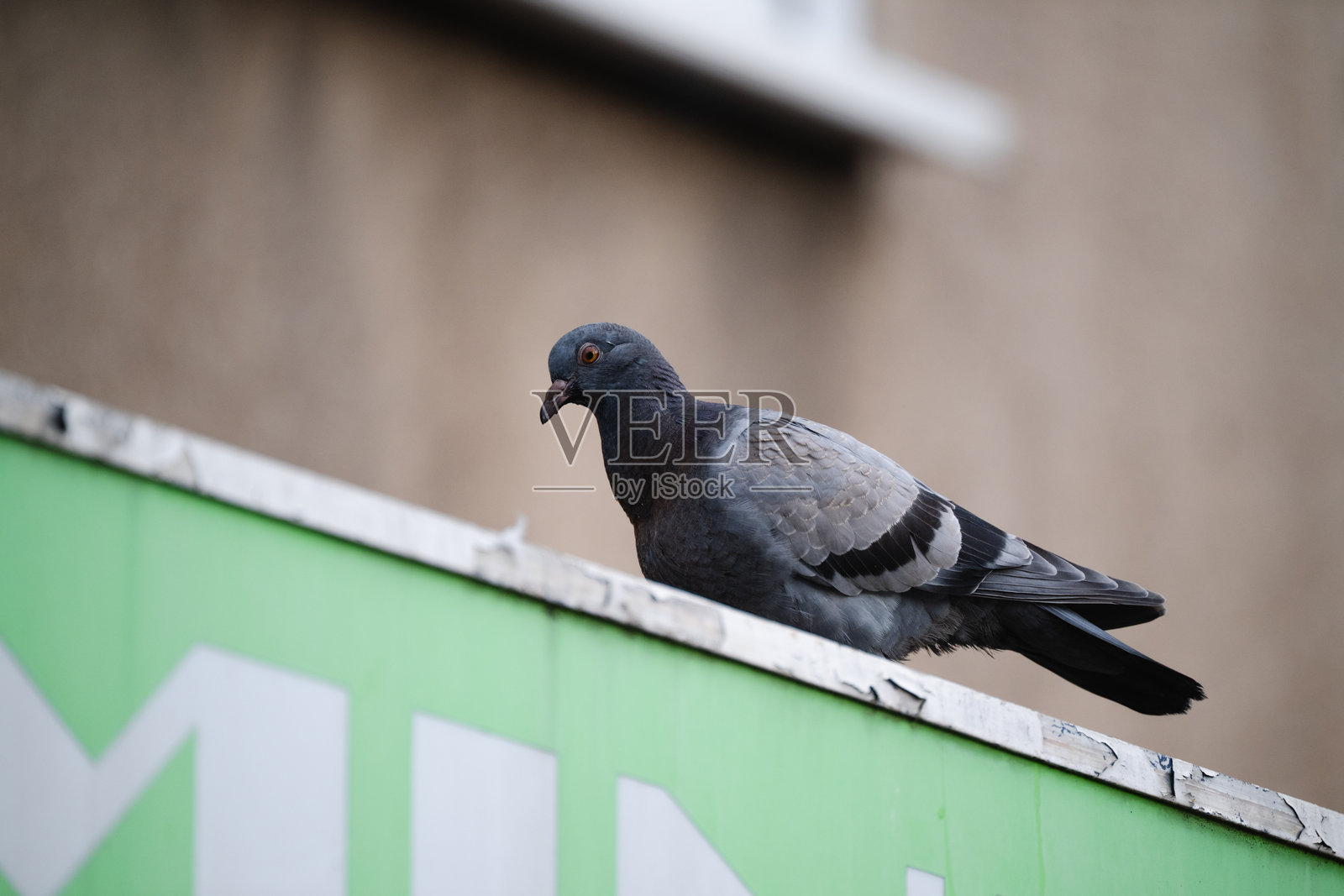 一只鸽子栖息在建筑标志上照片摄影图片