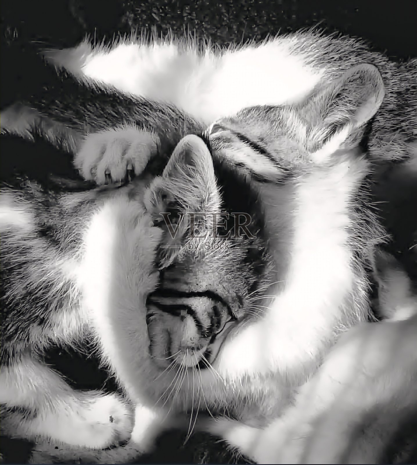 睡着的猫咪特写照片摄影图片