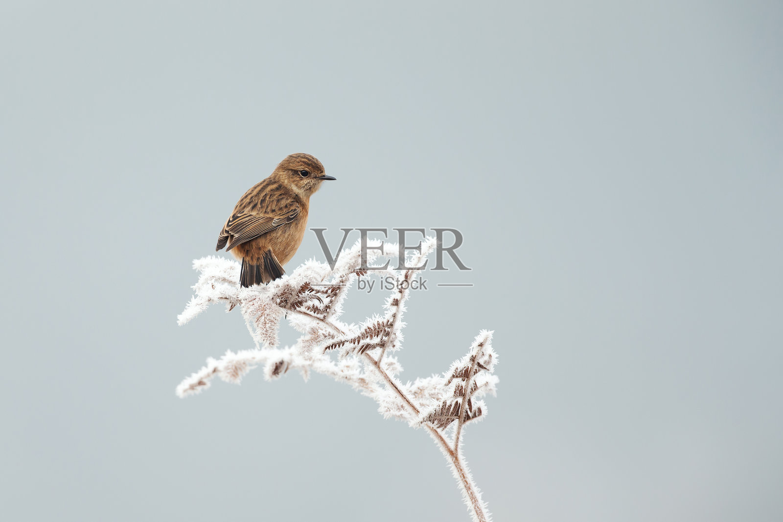 一只欧洲石䴕雌鸟栖息在冬季结霜的蕨类植物枝条上照片摄影图片