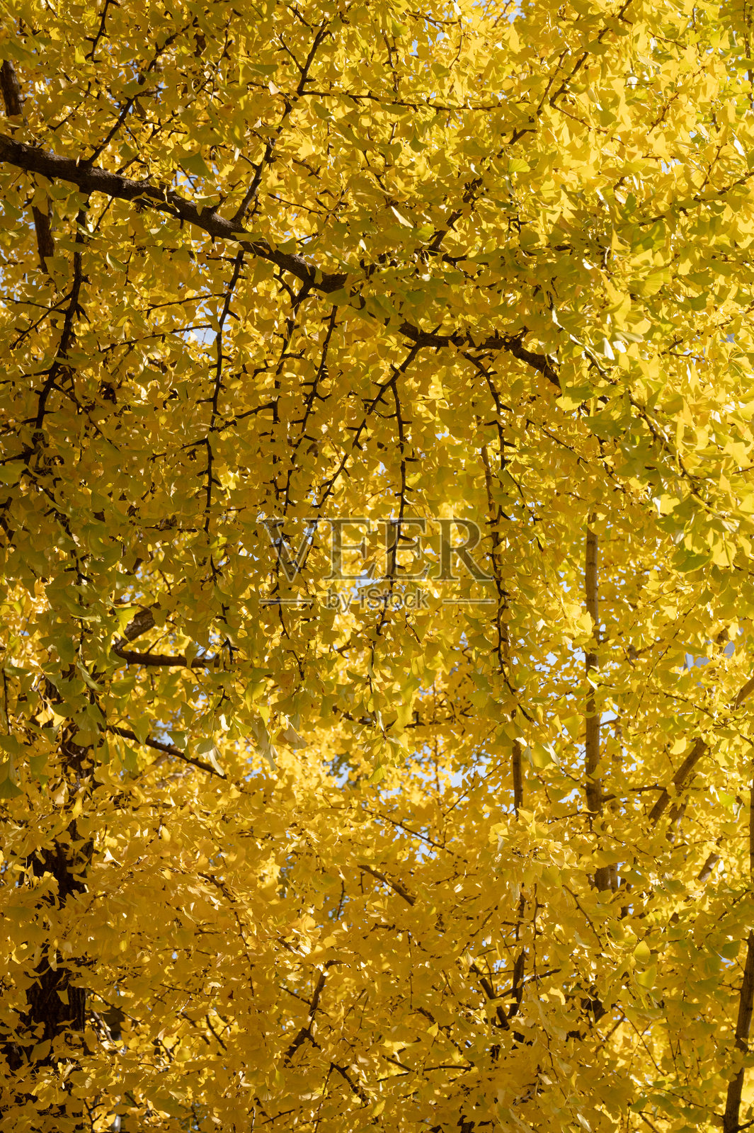 韩国秋季的缤纷色彩照片摄影图片