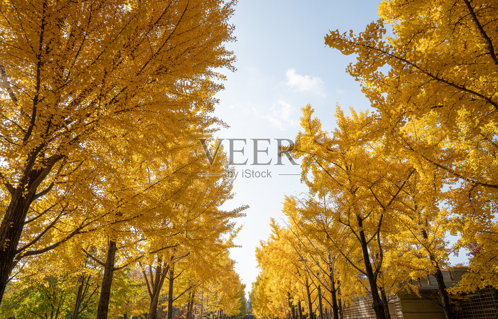 韩国的秋季美景照片摄影图片