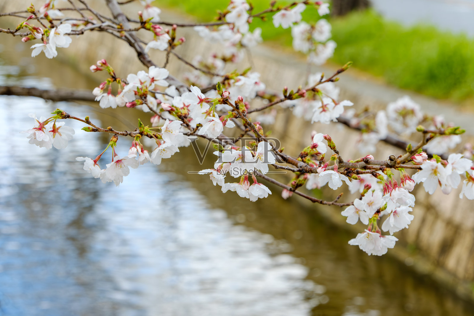 河岸边的樱花盛开照片摄影图片