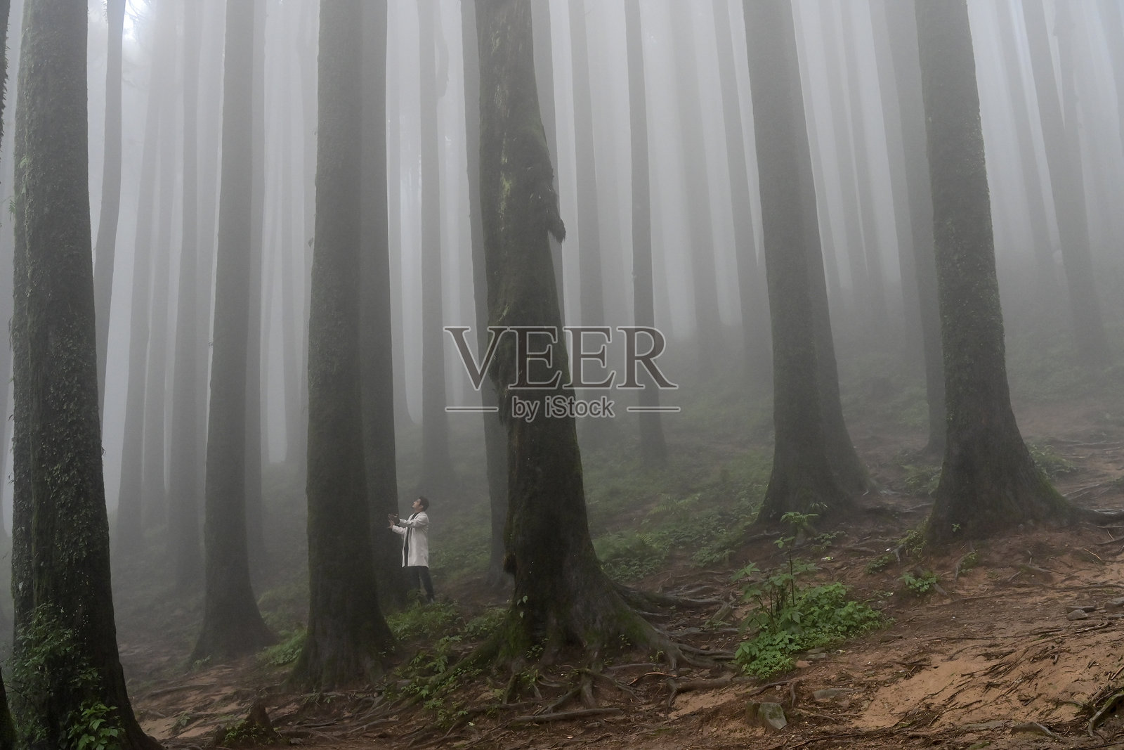 薄雾笼罩的森林，绿植与著名松树（学名：Pinus）交织，这里是莱普查贾加特的丛林。照片摄影图片