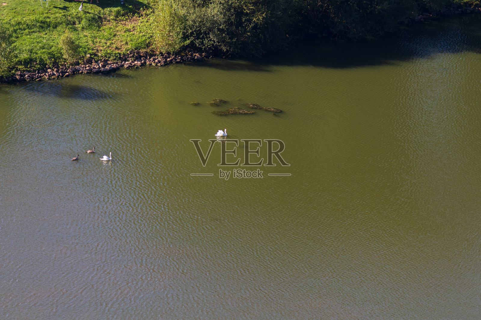 摩泽尔河上的疣鼻天鹅一家照片摄影图片