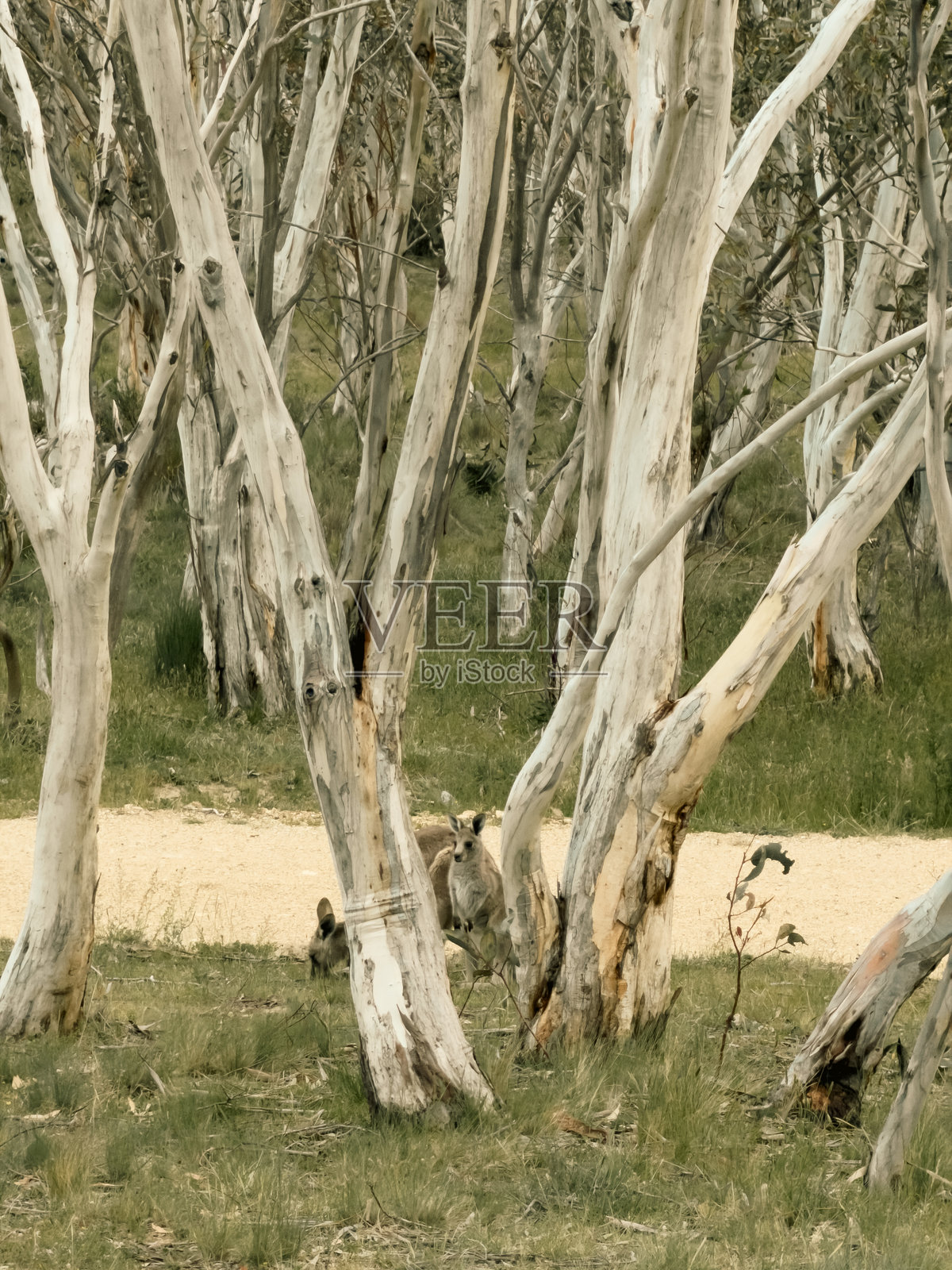 澳大利亚阿尔卑斯山摄影，雪山风景。新南威尔士州，澳大利亚照片摄影图片