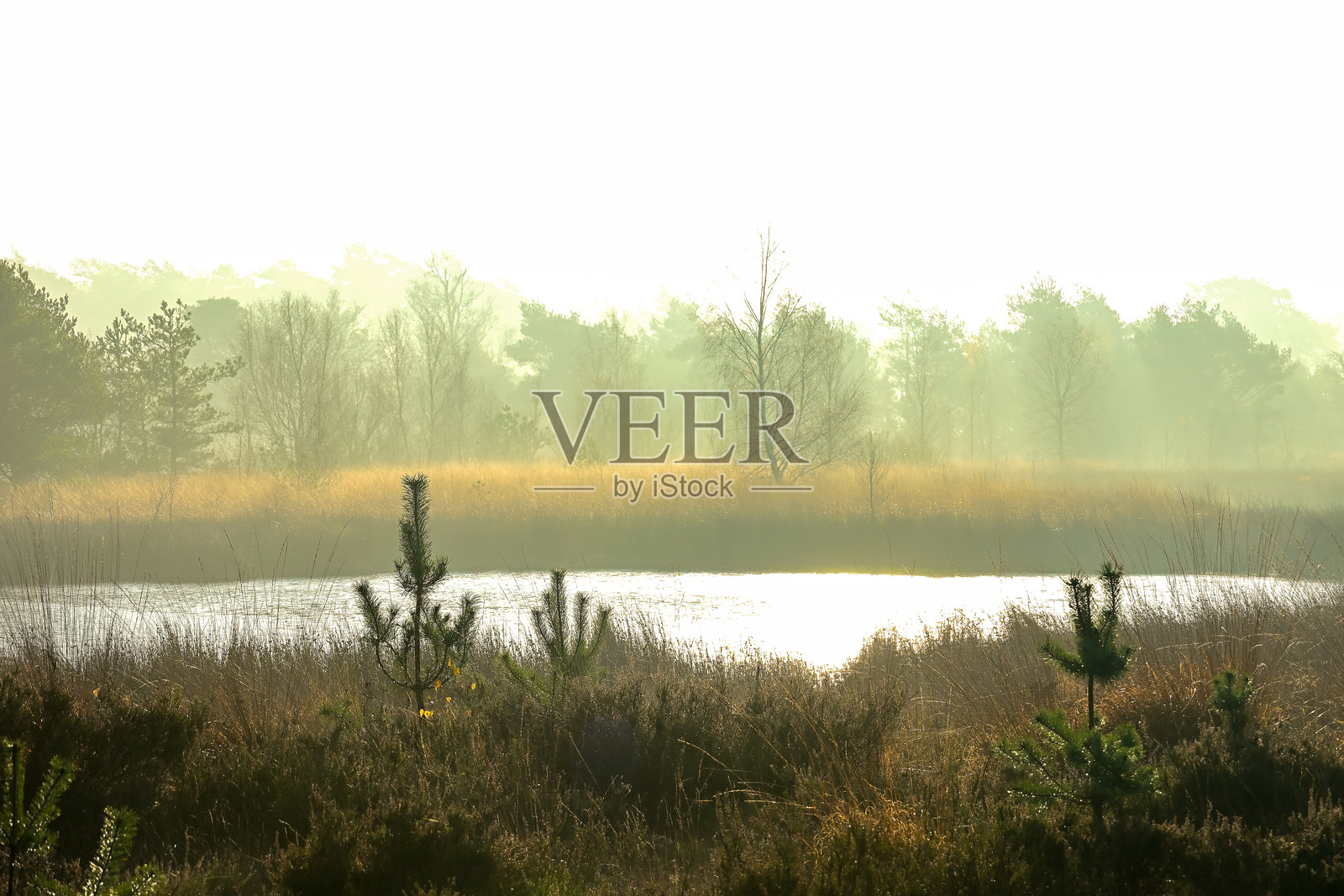 金色薄雾笼罩下的坎皮纳沼泽，十一月，剪影般的松树幼苗守护着这片迷雾之地。照片摄影图片