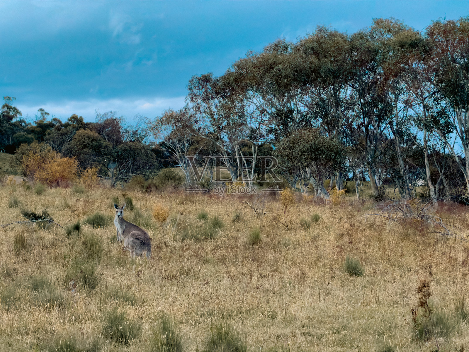澳大利亚阿尔卑斯山摄影，斯诺伊山脉风景。澳大利亚新南威尔士州照片摄影图片