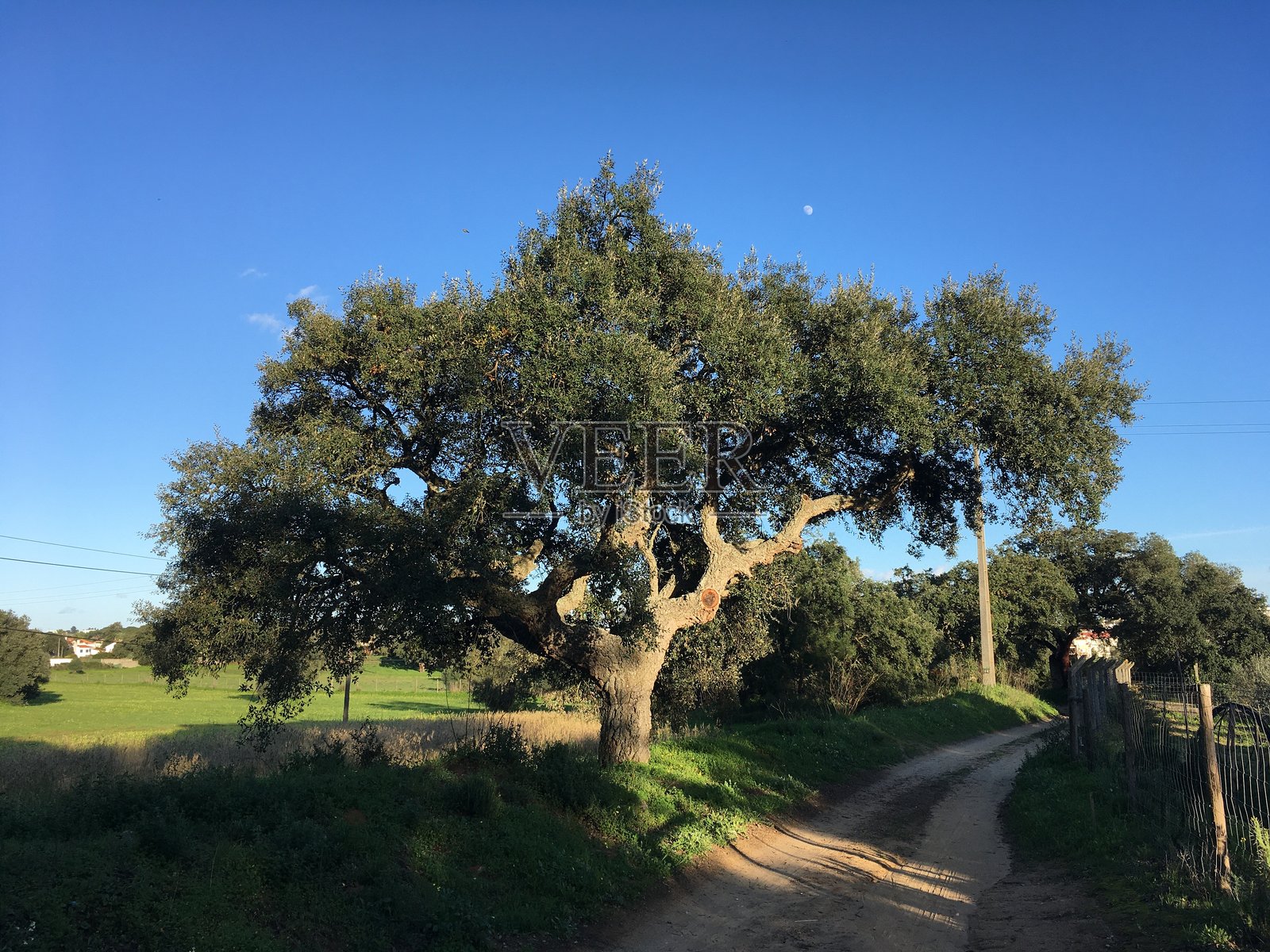 壮丽的软木橡树在泥土路旁照片摄影图片