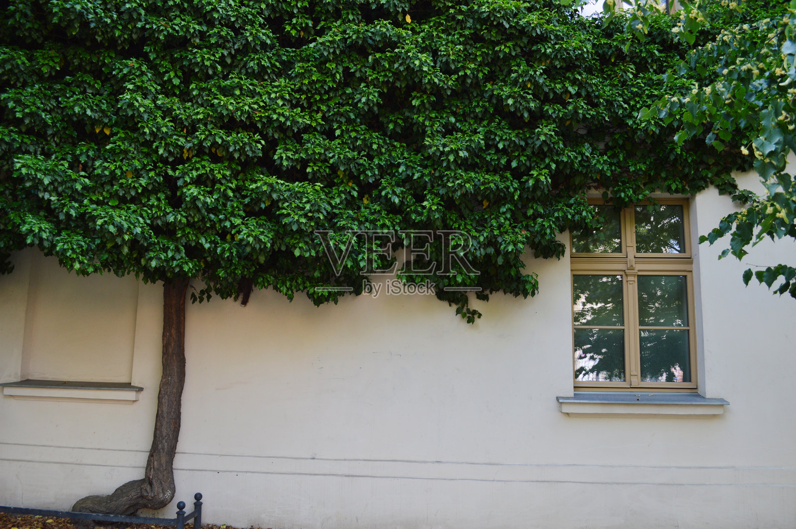 茂密绿叶的树木生长在建筑旁照片摄影图片