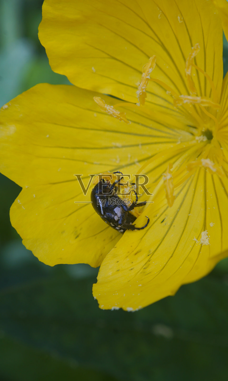 黄花上的黑色甲虫照片摄影图片