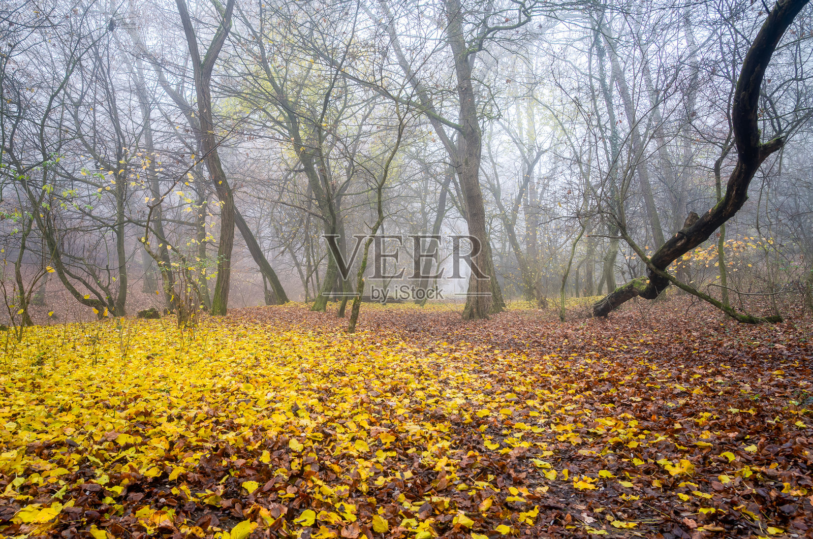 秋日清晨的森林照片摄影图片