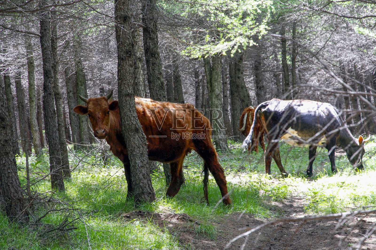 牛在森林中吃草，周围绿意盎然照片摄影图片
