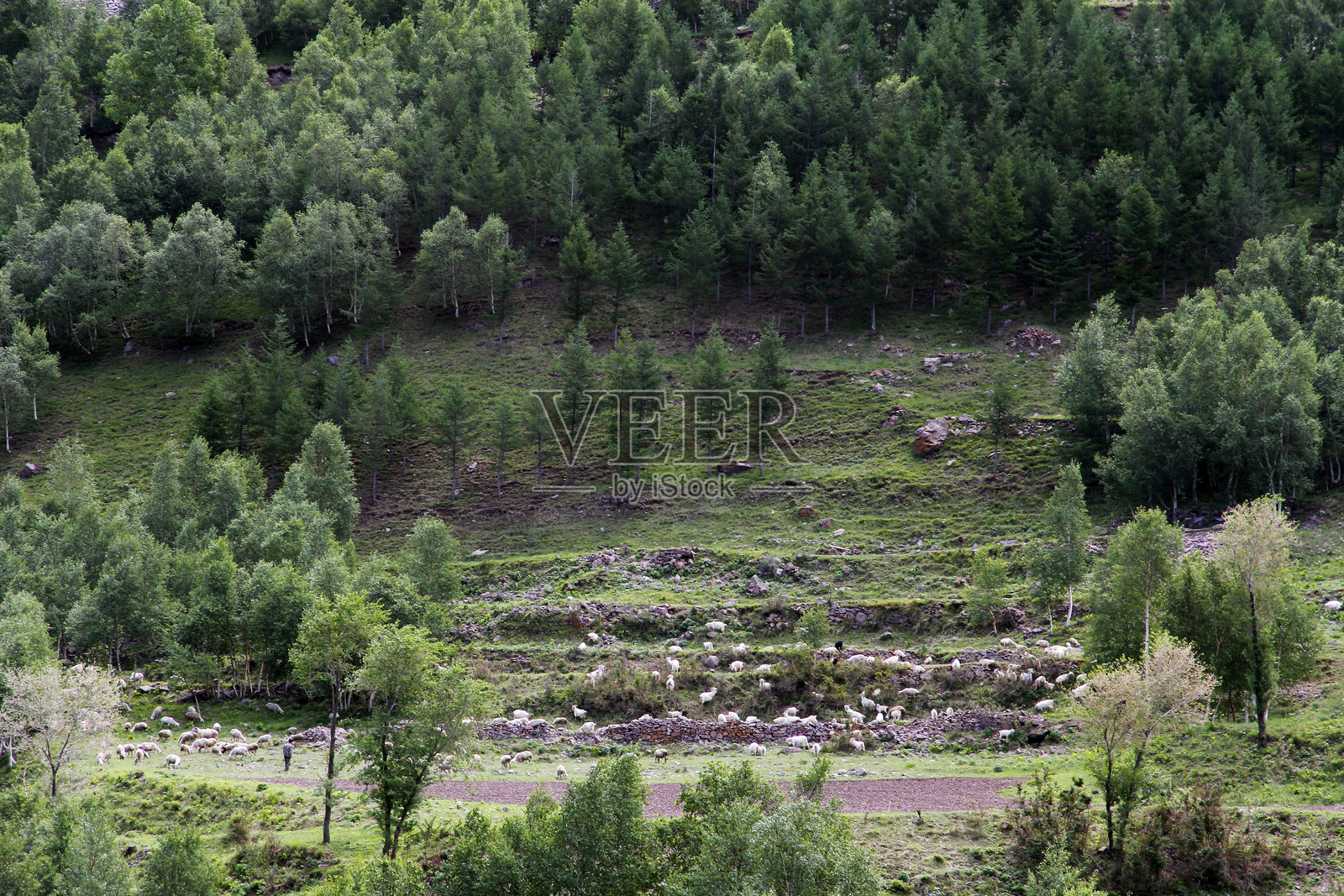 郁郁葱葱的树木和草地覆盖着风景如画的山区照片摄影图片