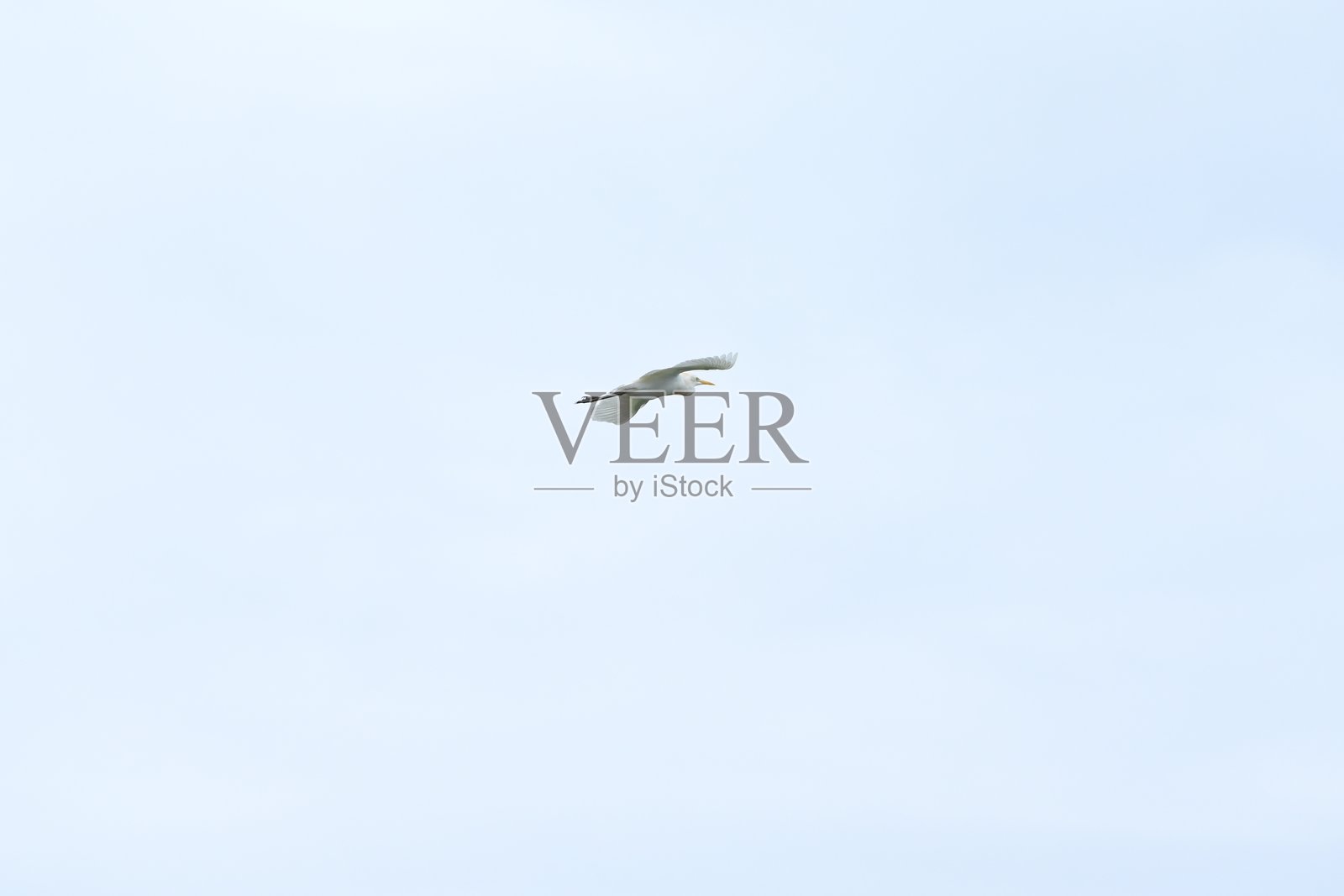 红树林栖息地，数千只鹳鸟的家园。照片摄影图片